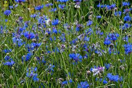 Field full of flowering blue cornflowers
