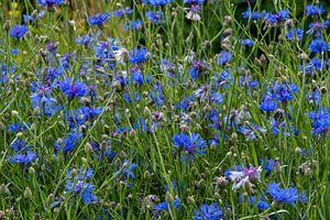 Veld vol met bloeiende blauwe korenbloemen
