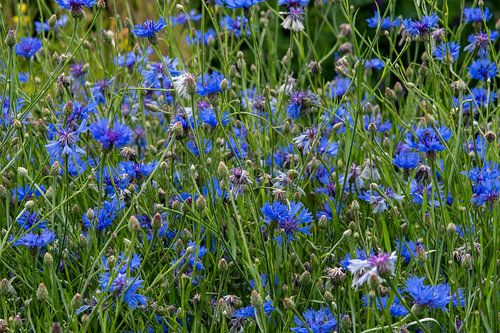 Champ plein de bleuets en fleurs