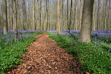 Blauwe hyacinten in het Hallerbos