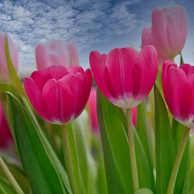 Tulip forest in the blue outdoor light by Jolanda de Jong-Jansen