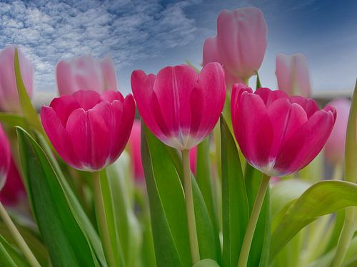 Tulpenbos in het blauwe buitenlicht