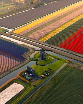Colourful tulip fields with windmill seen from the air by Ewold Kooistra