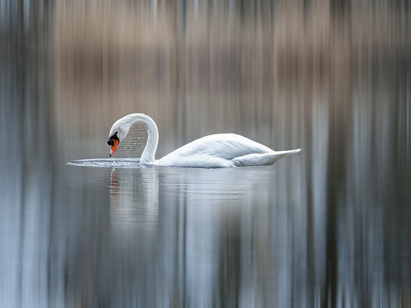 Elegance by Angela Kraan
