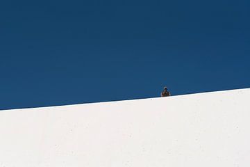 Pigeon on white wall