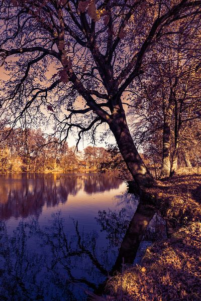 Fall season landscape with lake water and autumn trees by Alex Winter