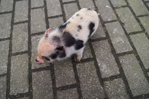 Mini biggetje bij zijn eerste uittocht op de boerderij.