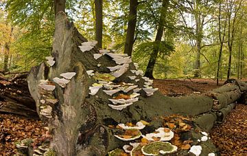 Fungi on tree stump by Rene van der Meer