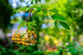 Fruits d'un sorbier