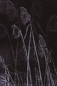 Auland - Schilf