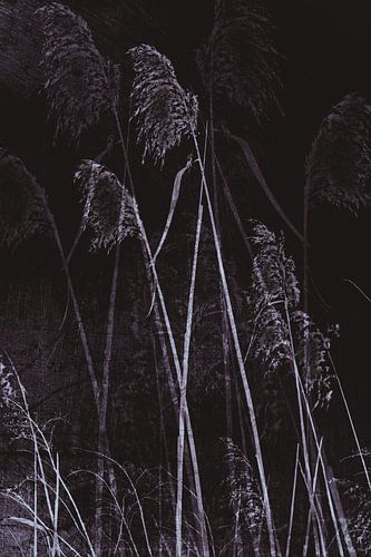 Plaine inondable - Reed