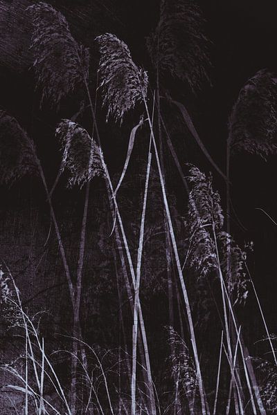 floodplain - Reed by Christine Nöhmeier