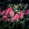 Tulpen in de lente van Anke de Haan