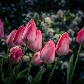 Tulpen im Frühling von Anke de Haan