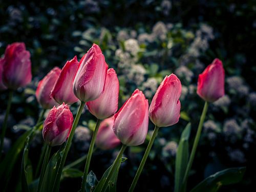 Tulpen in de lente