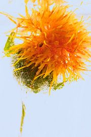 Safflower in ice 1 by Marc Heiligenstein