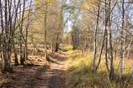 bos in herfstkleuren bij gildehaus van ChrisWillemsen thumbnail