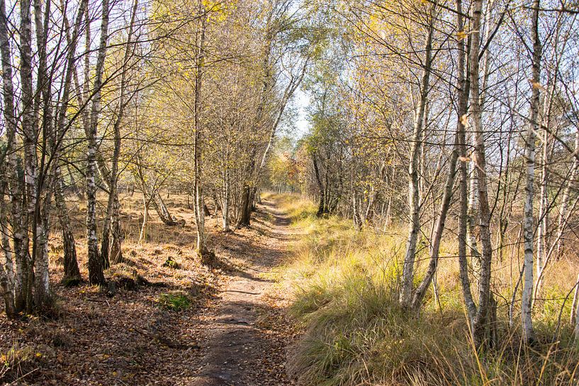 bos in herfstkleuren bij gildehaus van ChrisWillemsen