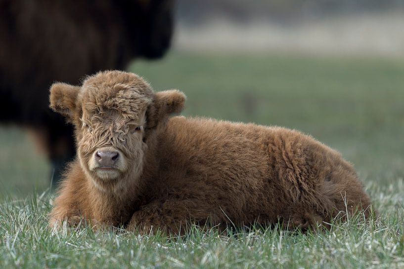 Scottish Highlander by Maarten Verhees