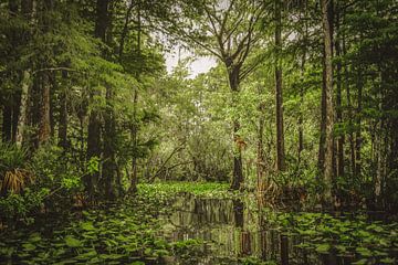 Natuur in de Evergaldes in Florida