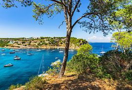 Many luxury yachts boats at Portals Vells by Alex Winter