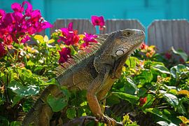 Verenigde Staten, Florida, Reuzenreptielleguaan zittend op een hek van adventure-photos