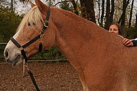 Fotoshooting mit hellbraunem Haflinger mit beiger Mähne