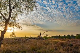 Leende, groote heide (4) by wilbert ottenheijm