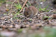 Maus von Merijn Loch Miniaturansicht