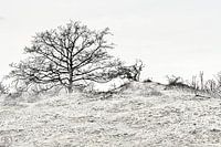 Dunes