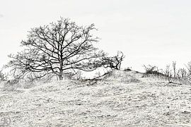 Duinen van Paul De Keizer