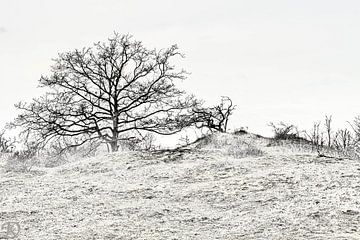 Dunes sur Paul De Keizer