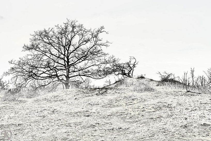 Dunes by Paul De Keizer