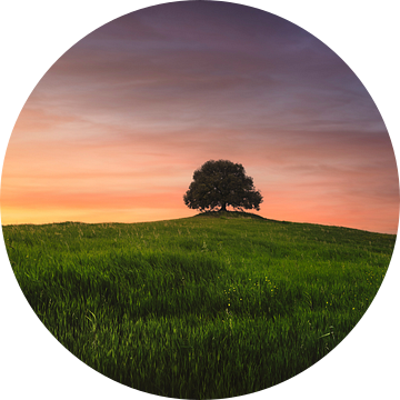 Steeneik op de top van de heuvel bij zonsondergang. Toscane