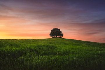 Holm oak on top of the hill at sunset. Tuscany by Stefano Orazzini