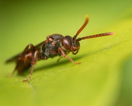 Wespenbiene auf Grün