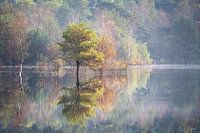 Herfstscene reflectie in het water
