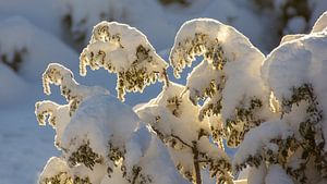 Zweige mit Schnee, Norwegen von Adelheid Smitt