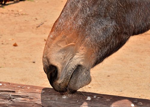 Horse snout in Aruba