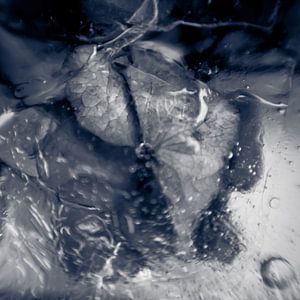 Frozen XVII
