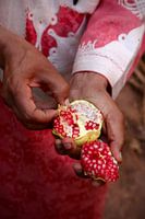Sweet treasure of the Todgha Oasis