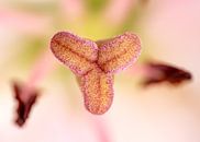Macro of pistil of white-pink lily by Van Keppel Studios thumbnail