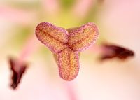 Macro of pistil of white-pink lily