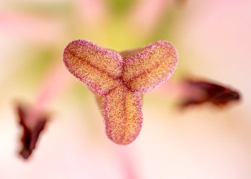 Macro of pistil of white-pink lily by Van Keppel Studios