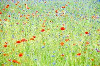 A summer field