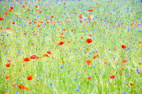 Un champ d'été sur Jose Gieskes