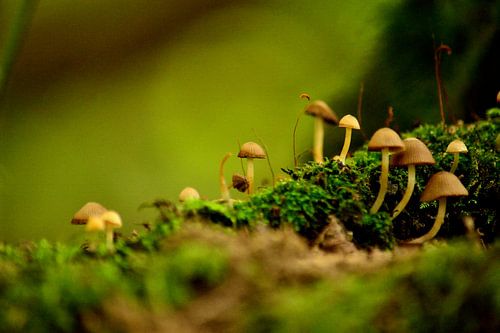 Paddenstoeltjes