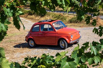 Fiat 500 in wijngaard (4)