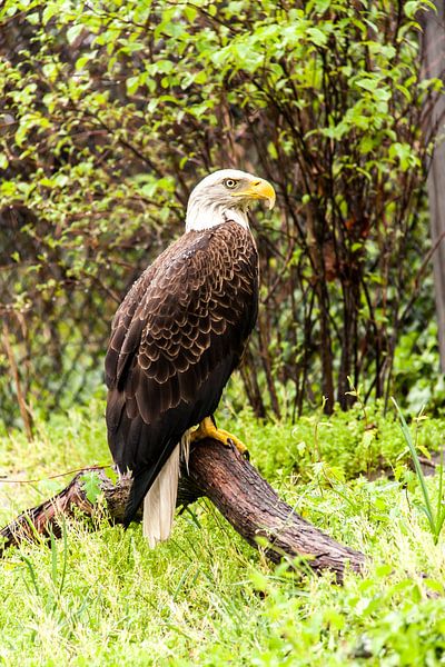 Bald Eagle von Wijbe Visser