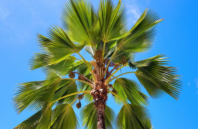 Tropische Palmen am Strand im Paradies auf den Seychellen von MPfoto71
